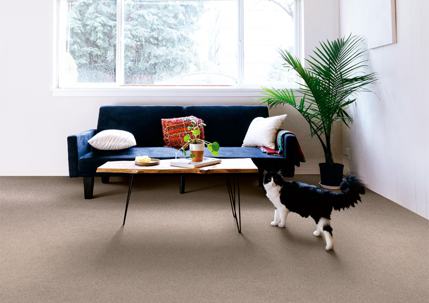 cat on greige carpet in living room.